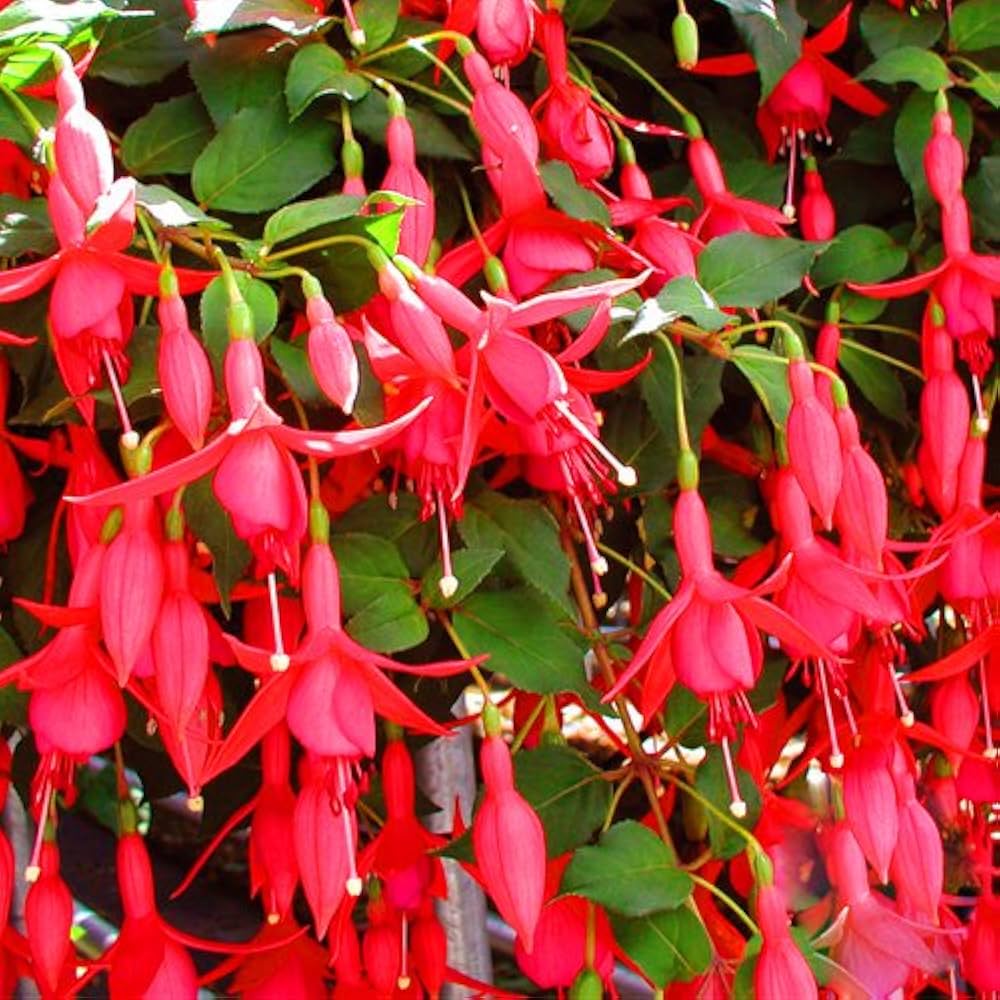 Heirloom Non-GMO Fuchsia Flower Seeds for Planting – Vibrant Hanging Ornamental Garden Blooms - Non-GMO for planting in home garden